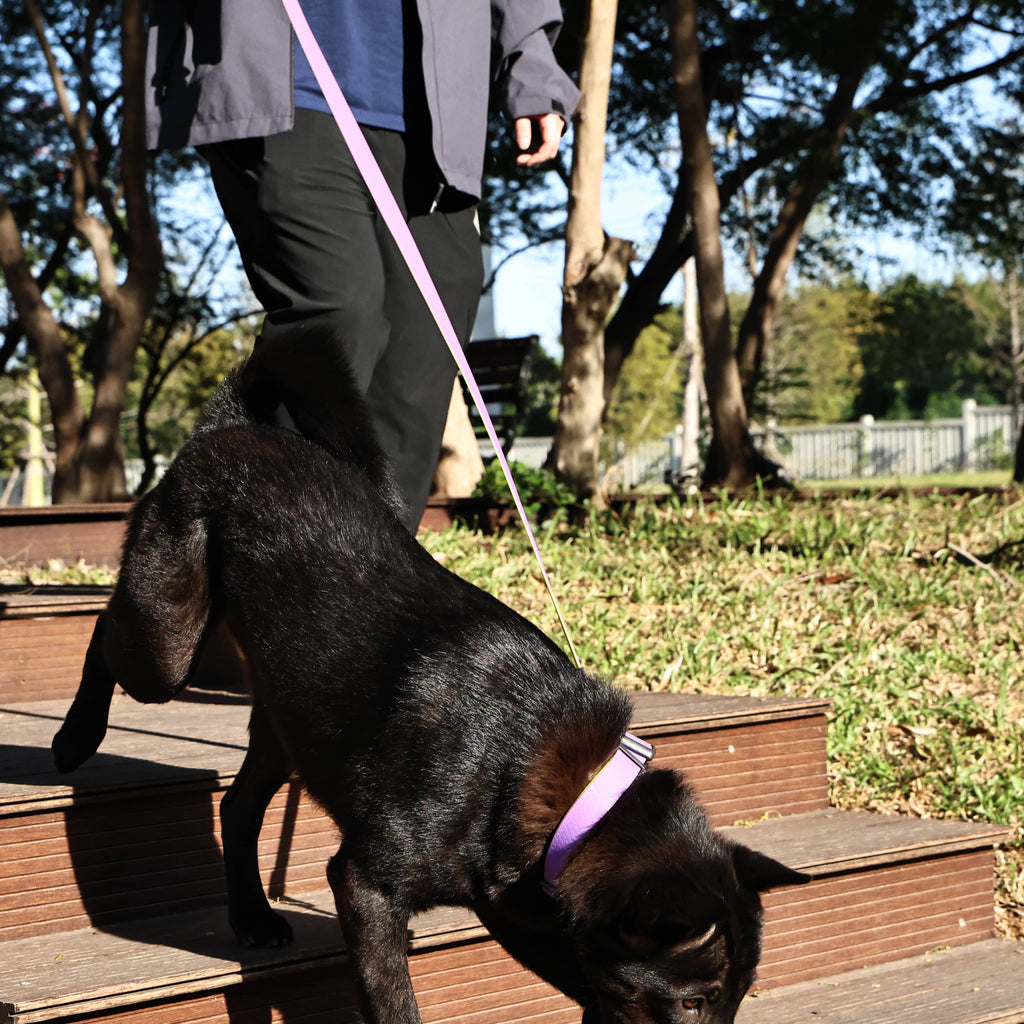 Honeycomb Embossed Dual-Color Dog Leash Set – Waterproof, Non-Slip, 3 Sizes